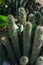 Hoodia gordonii cactus plant succulent