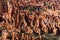 Hoodoo Forest in Bryce Canyon