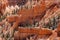 Hoodoo rock spires of Bryce Canyon