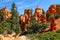 Hoodoos and Pines in Red Rock Canyon State Park in the American Southwest, Utah, USA