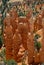 Hoodoos rising tall in Bryce Canyon