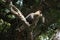 Hoods Caracara bird in Patagonia