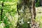 Hoof Fungi Growing on a Dead Tree Trunk