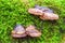 Hoof Fungi Growing Out of a Tree Trunk. Organic Mushroom