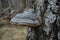 Hoof fungus