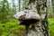 Hoof fungus on a birch tree trunk in the forest