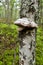 Hoof fungus on a birch tree trunk in the forest