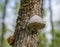 The hoof fungus & x28;fomes fomentarius& x29; on mossy oak.