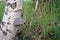 Hoof fungus Fomes fomentarius on silver birch betula pendula