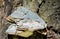 Hoof Fungus Growing on a Fallen Tree Trunk