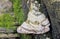 Hoof Fungus Growing on a Tree Trunk