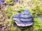 Hoof Fungus Growing on a Tree Trunk