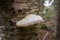 Hoof fungus or tinder fungus (Fomes fomentarius) in close up