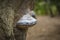 Hoof fungus on a tree bark in the forest