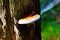 Hoof mushroom on a tree