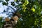 Hoof shaped fungus named birch polypore or Piptoporus betulinus growing on a birch tree seen from below