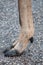 The hoof of the sika deer