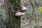 Hoof tinder bracket fungus on mossy tree trunk