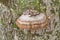 Hoof tinder bracket fungus on tree