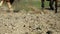 Hoofs of horse running on the sand. Close up of legs of stallions herd  galloping on the dry muddy ground. Horse legs in grey dust