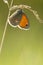 Hooibeestje, Small Heath, Coenonympha pamphilus