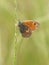 Hooibeestje, Small Heath, Coenonympha pamphilus