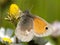 Hooibeestje, Small Heath, Coenonympha pamphilus