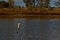 Hooked Great Sunfish leaping from Lake Water attempting to throw Hook.