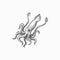 Hooked squid marine animal calamari mollusk icon