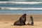 Hooker\'s sea lions in courtship