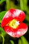 Hookerâ€™s Lips Psychotria elata