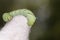 Hookworm on Gardener\'s Cotton Glove