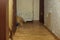 A hooligan cat moves around the corner in a scary apartment with tattered walls