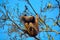 Hoolock Gibbon female, Hoolock hoolock, Gibbon wildlife sanctuary