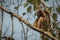 Hoolock gibbon high on a tree in the nature habitat