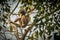 Hoolock gibbon high on a tree in the nature habitat