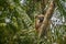 Hoolock gibbon high on a tree in the nature habitat