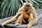 Hoolock gibbon mother and kid