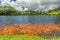 Hoomaluhia Lake Koi Fish