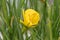 Hoop-petticoat daffodil Narcissus bulbocodium, yellow spring flower