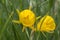 Hoop-petticoat daffodil Narcissus bulbocodium, yellow spring flowers