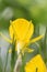 Hoop-petticoat daffodil Narcissus bulbocodium, yellow trumpet-shaped spring flower