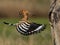 Hoopoe