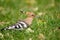 Hoopoe