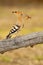 Hoopoe