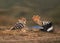 Hoopoe , beautiful bird with crown in nature reservation at Pakistan