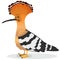 Hoopoe Bird