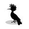 Hoopoe bird black silhouette animal