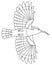 Hoopoe, bird in flight, bottom view - vector linear picture for coloring. Outline. Eurasian hoopoe, pied bird with crest for color