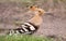 Hoopoe bird looking in the grass